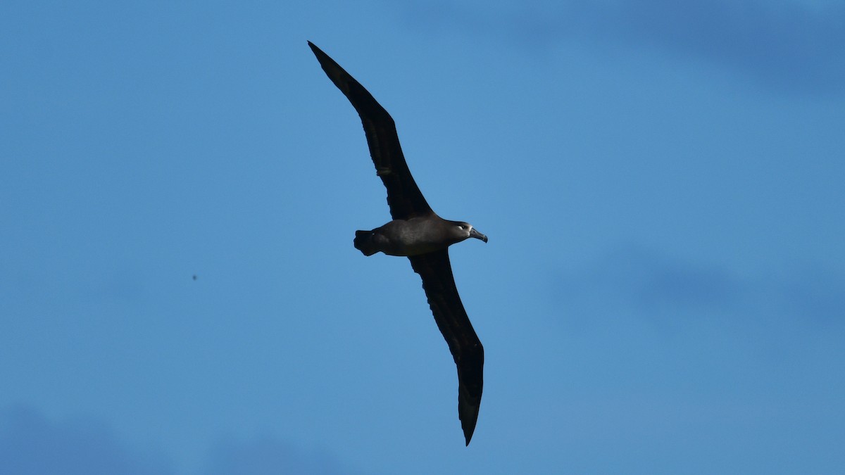 Black-footed Albatross - ML615875291