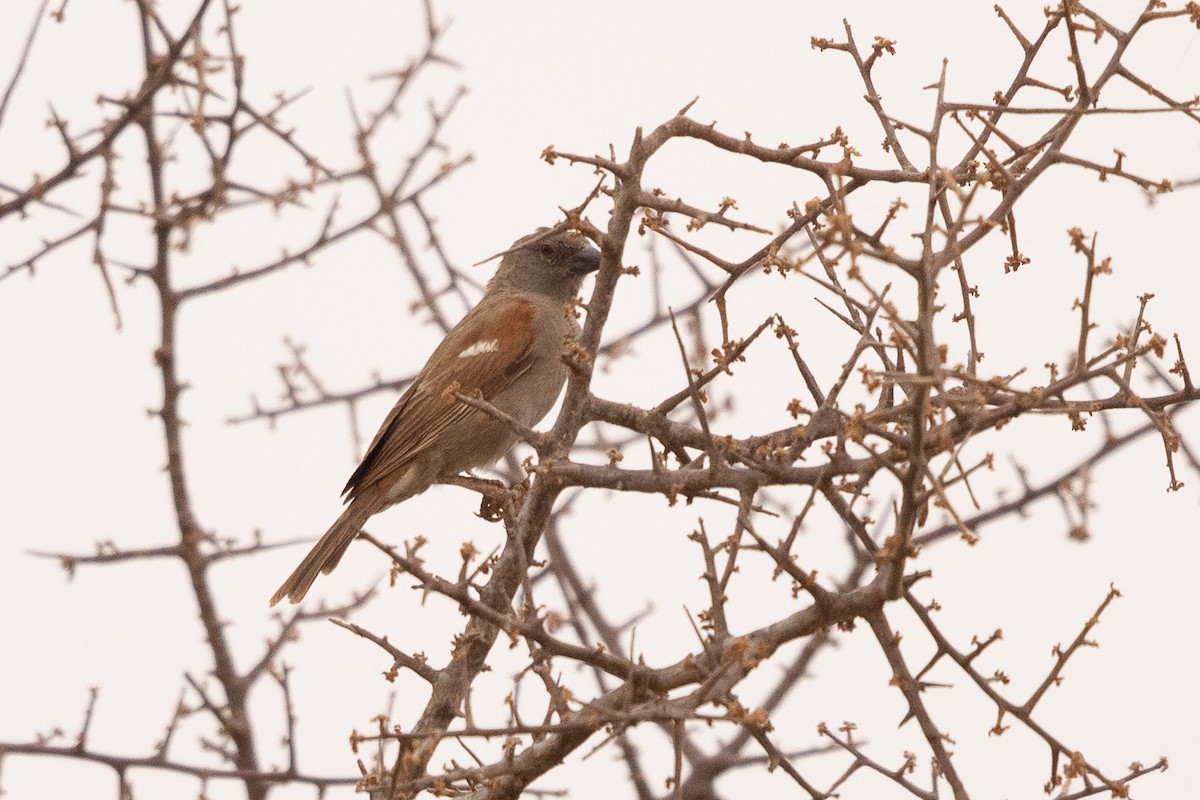 Parrot-billed Sparrow - ML615875294