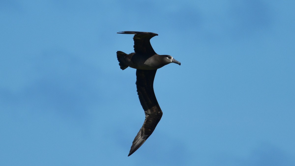 Black-footed Albatross - ML615875298