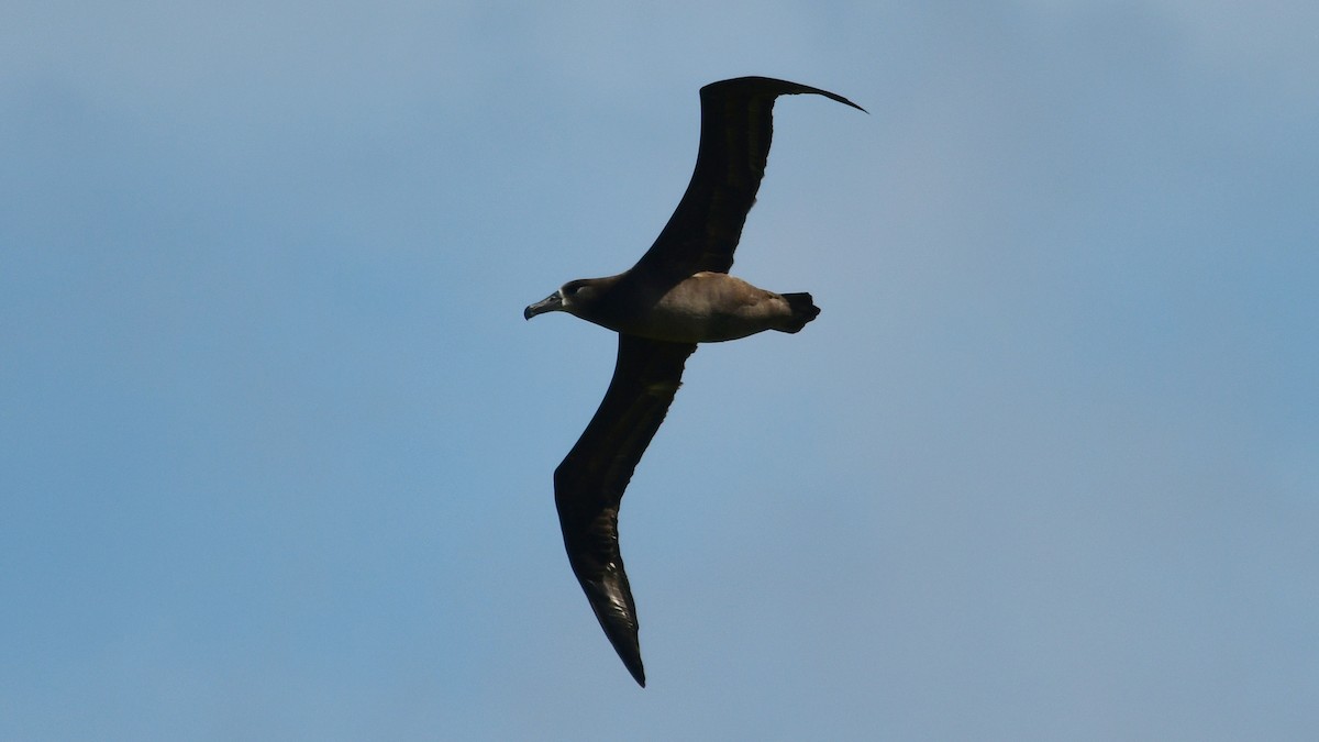 Black-footed Albatross - ML615875312