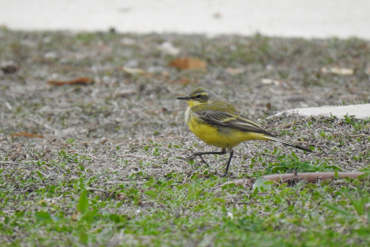 Western Yellow Wagtail - ML615875333