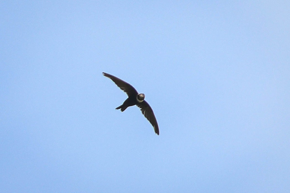 White-collared Swift - ML615875340