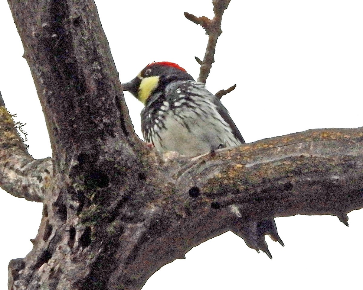 Acorn Woodpecker - ML615875427