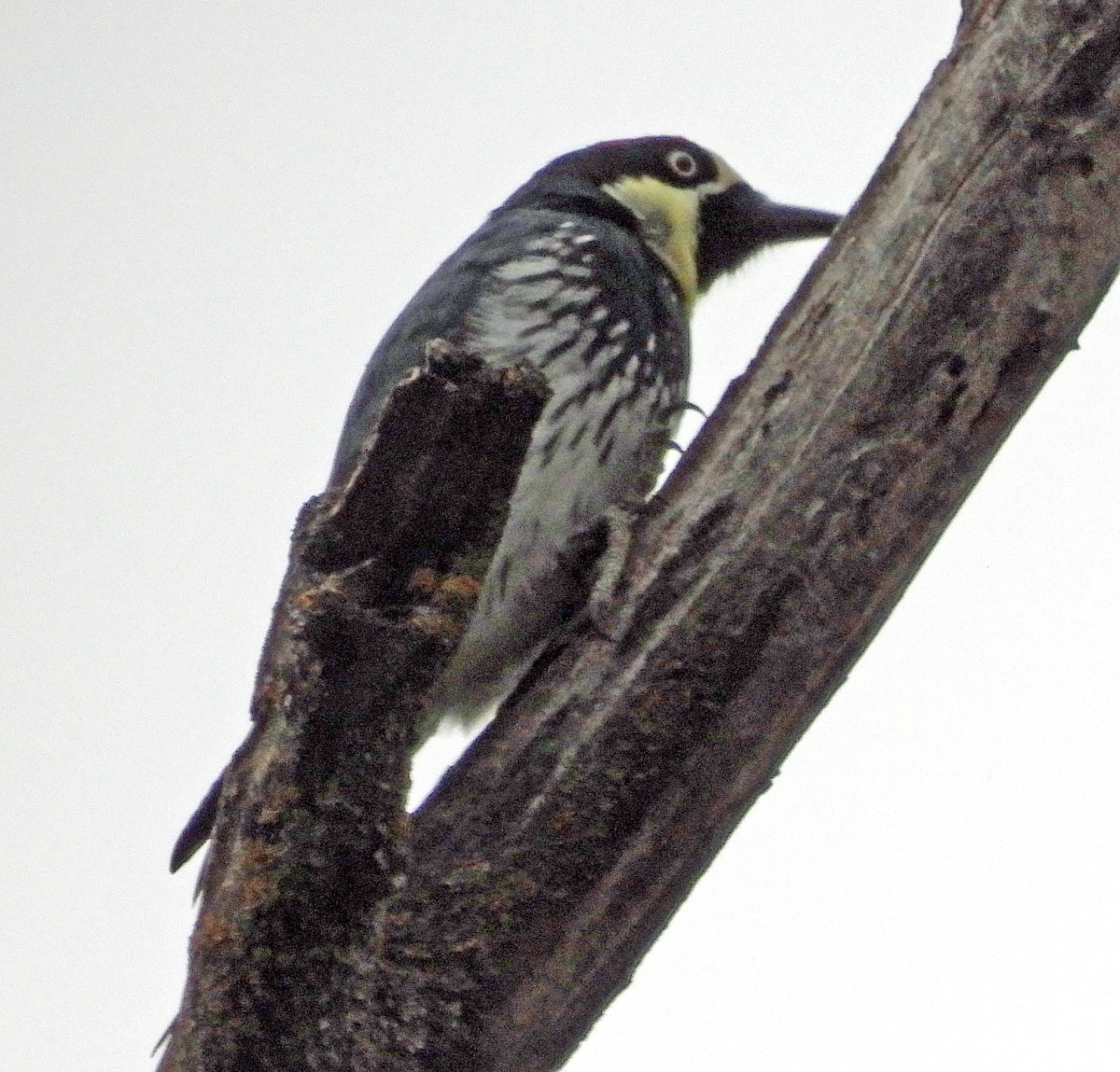 Acorn Woodpecker - Jock McCracken