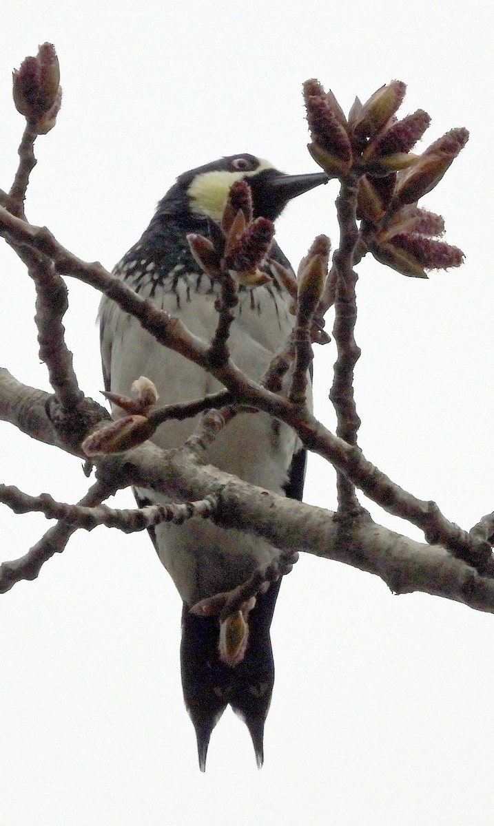 Acorn Woodpecker - ML615875429