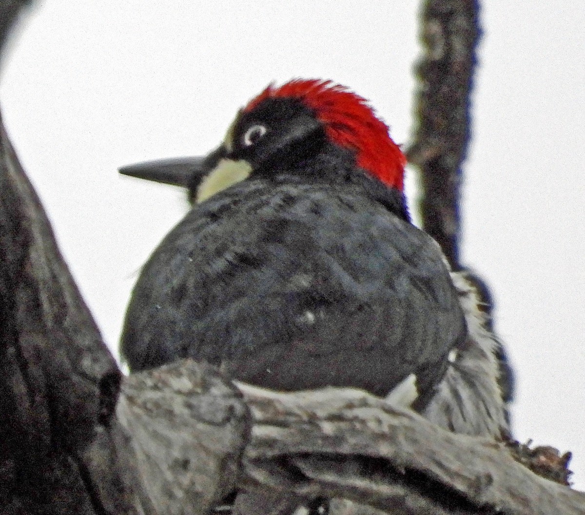 Acorn Woodpecker - ML615875430