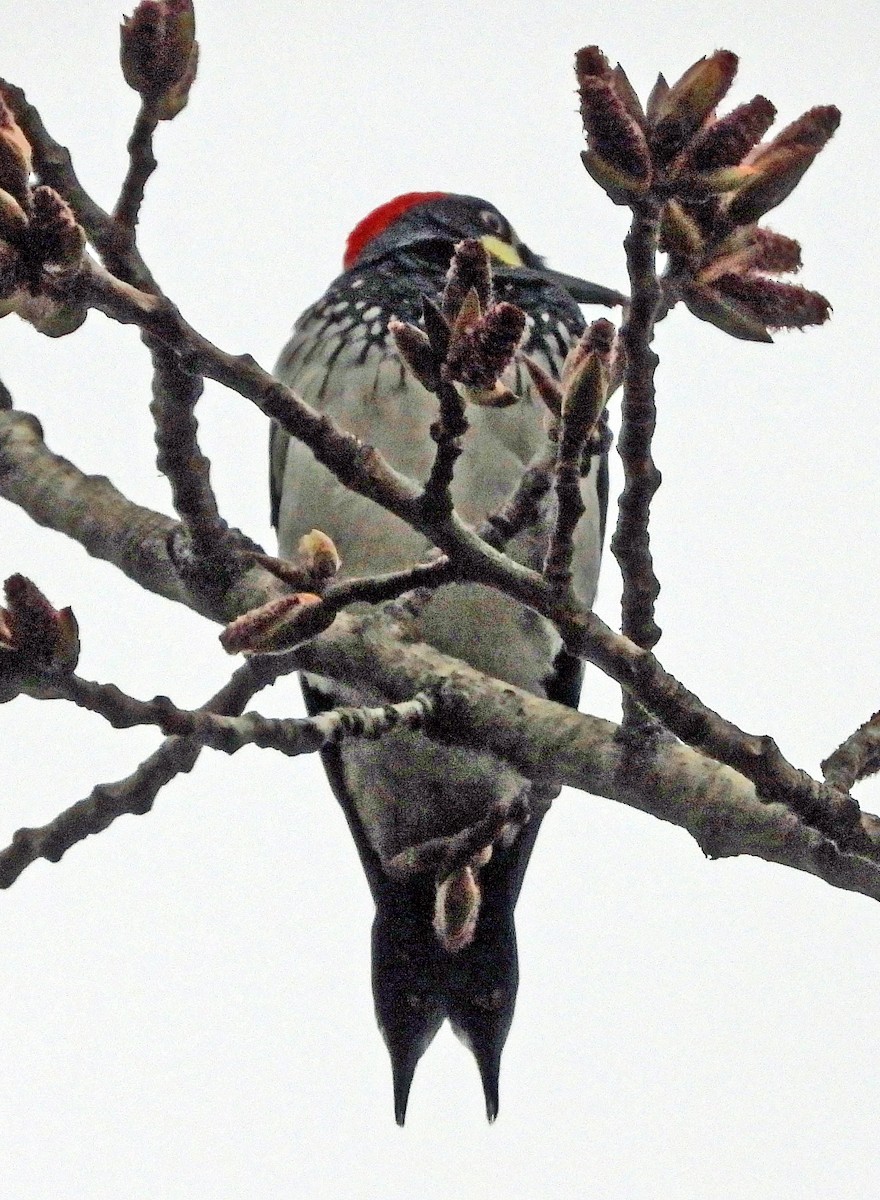 Acorn Woodpecker - ML615875432