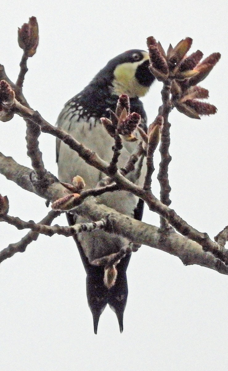 Acorn Woodpecker - ML615875433