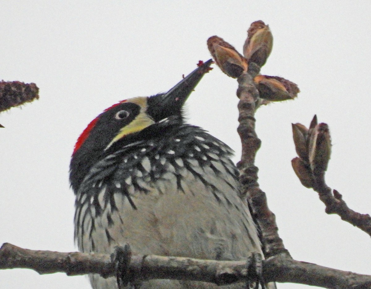 Acorn Woodpecker - ML615875434