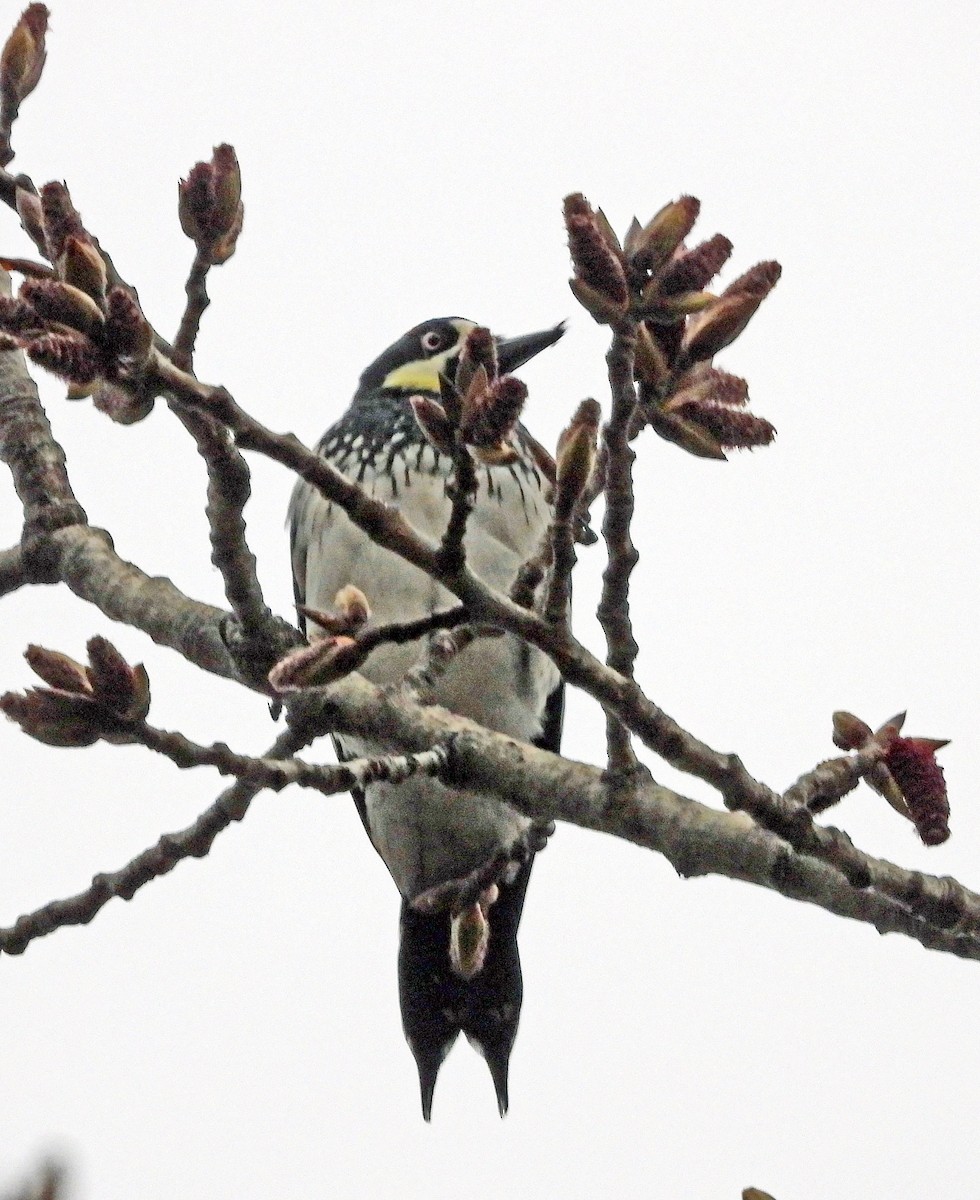 Acorn Woodpecker - Jock McCracken