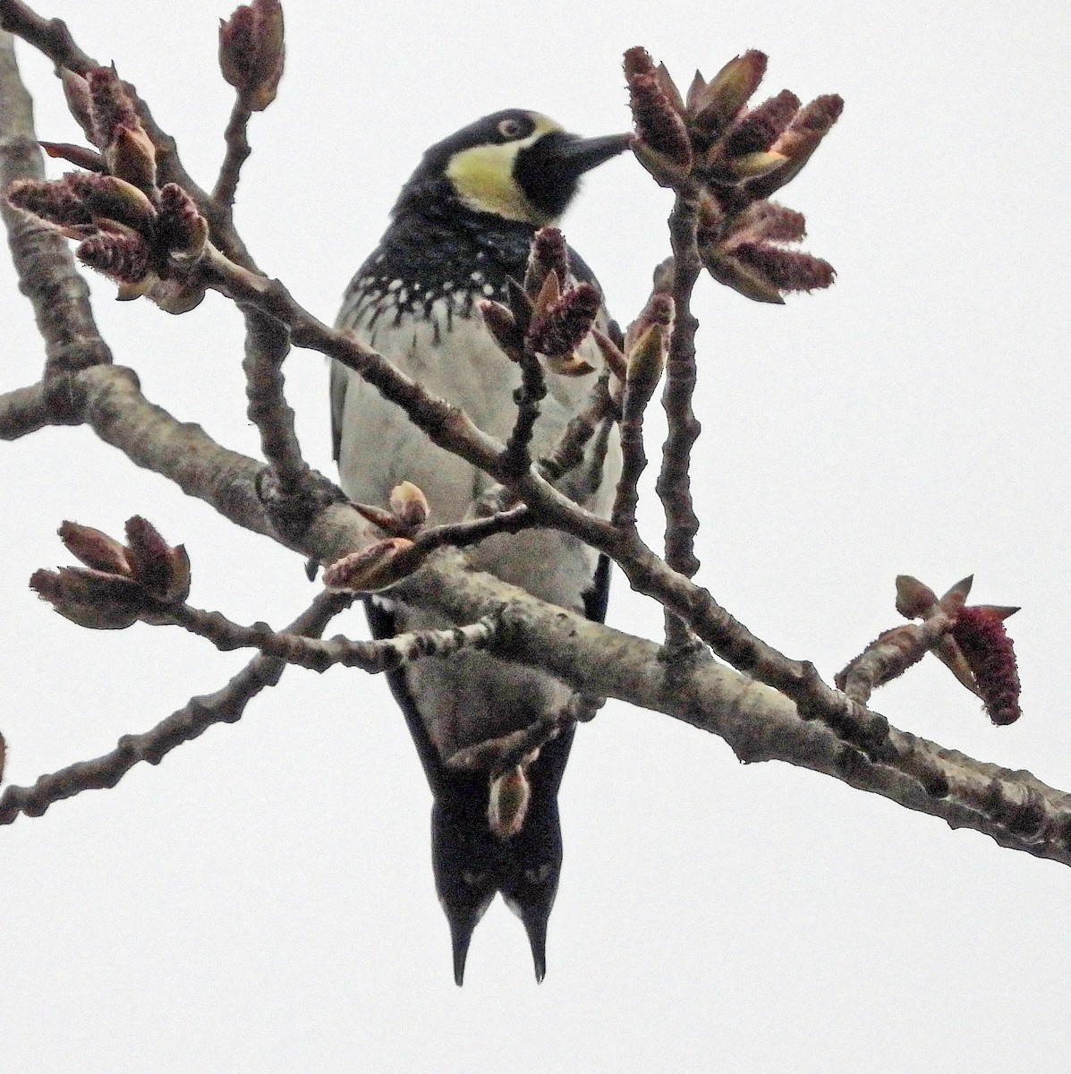 Acorn Woodpecker - ML615875436