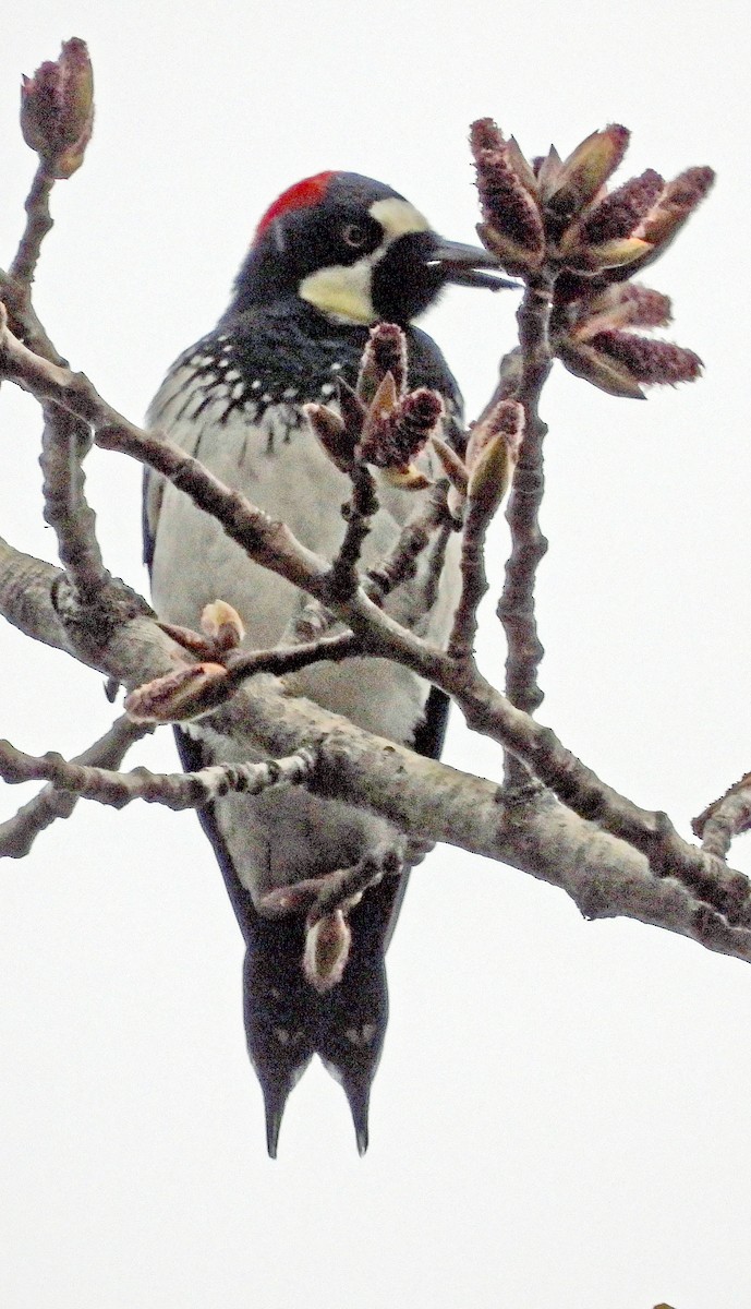 Acorn Woodpecker - ML615875437