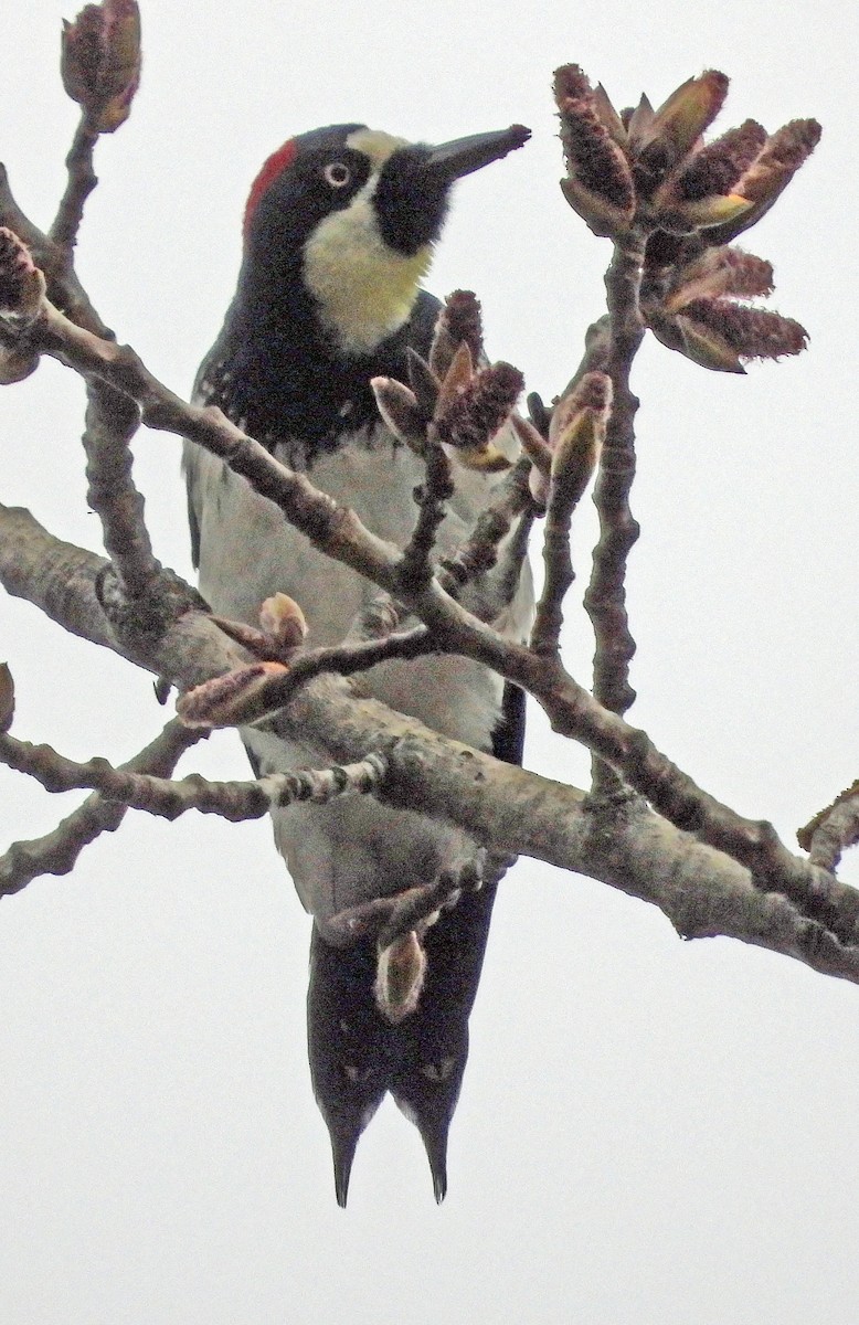 Acorn Woodpecker - ML615875438