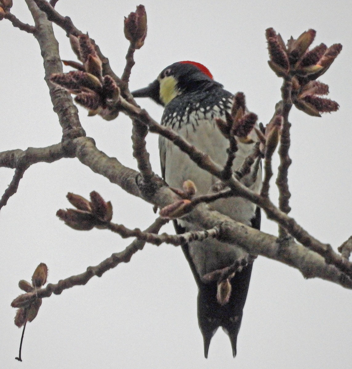 Acorn Woodpecker - ML615875439