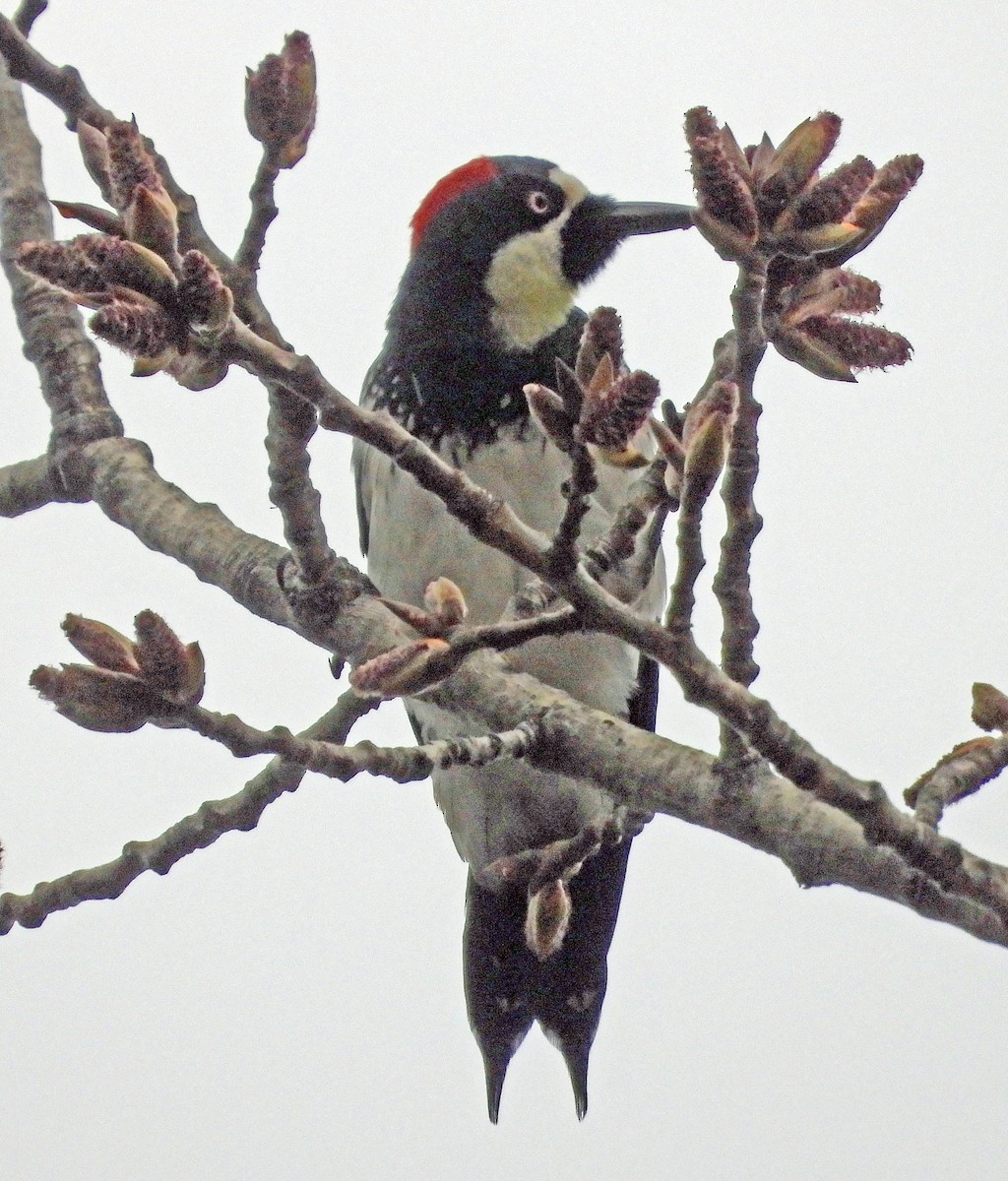 Acorn Woodpecker - ML615875440