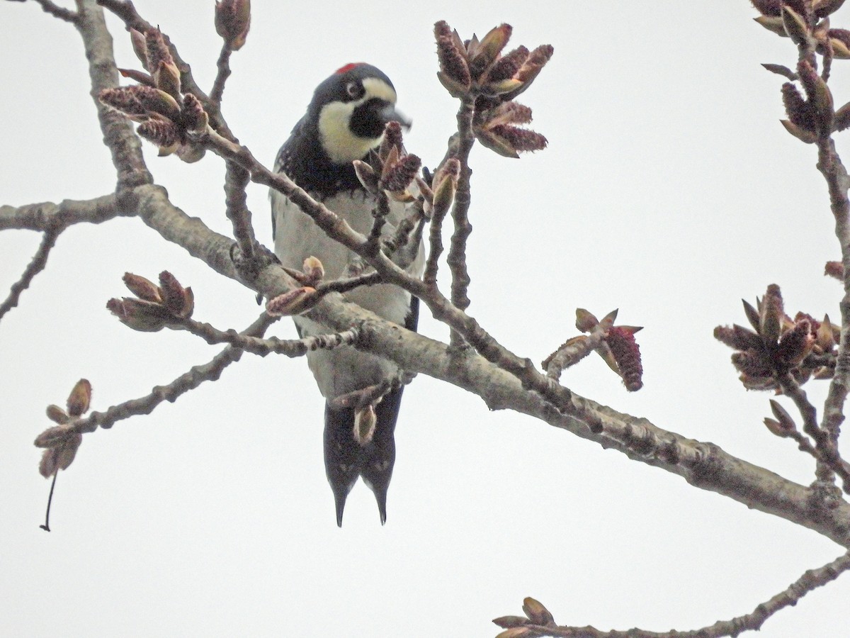 Acorn Woodpecker - ML615875441