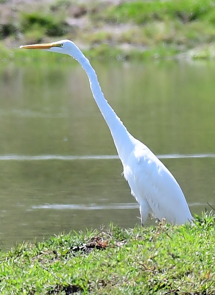 Great Egret - ML615875454