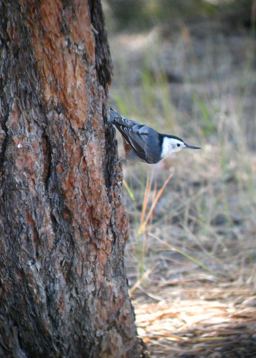 White-breasted Nuthatch - Tim Harrop