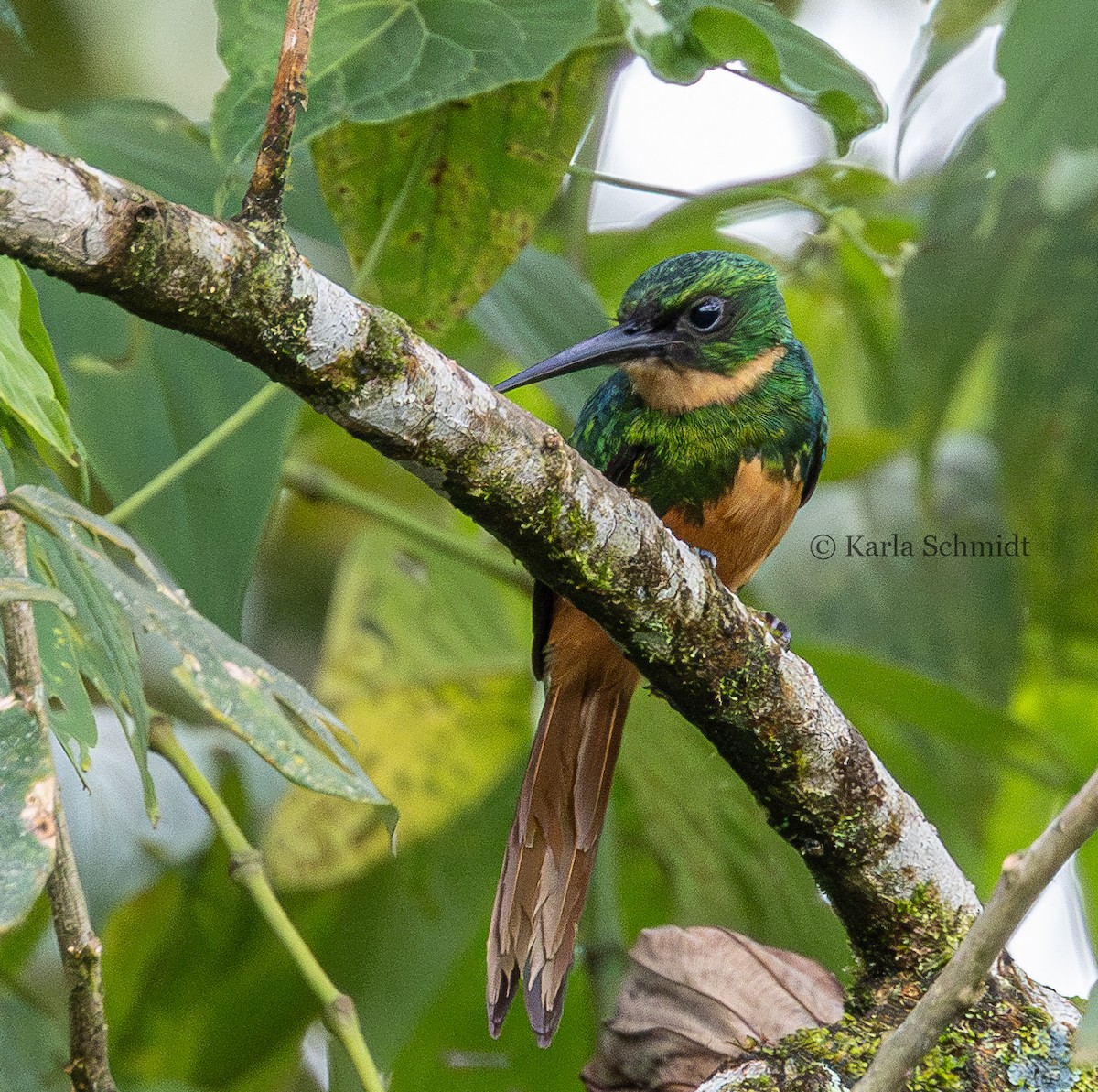 Rufous-tailed Jacamar - Karla Schmidt