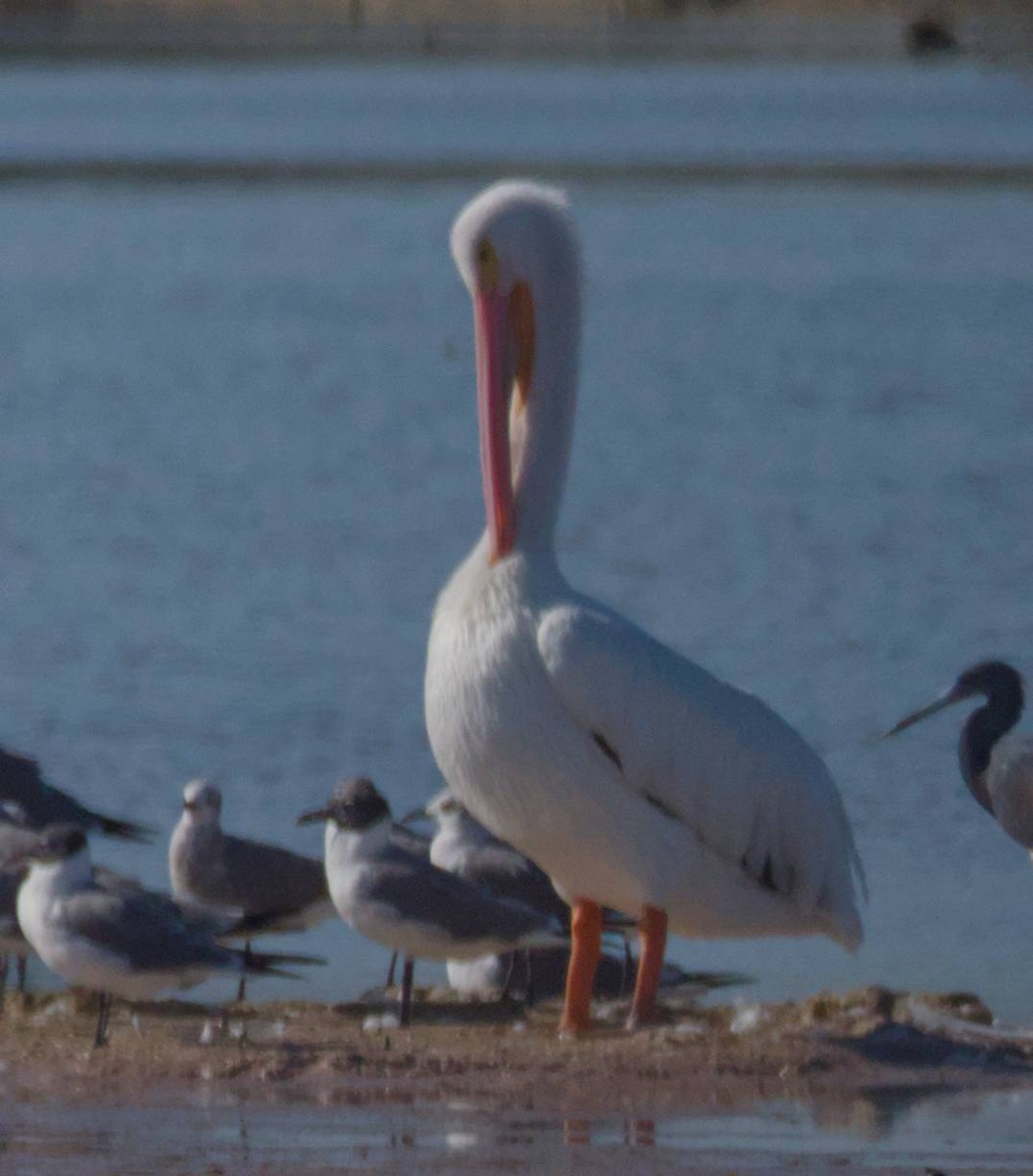 American White Pelican - ML615875563