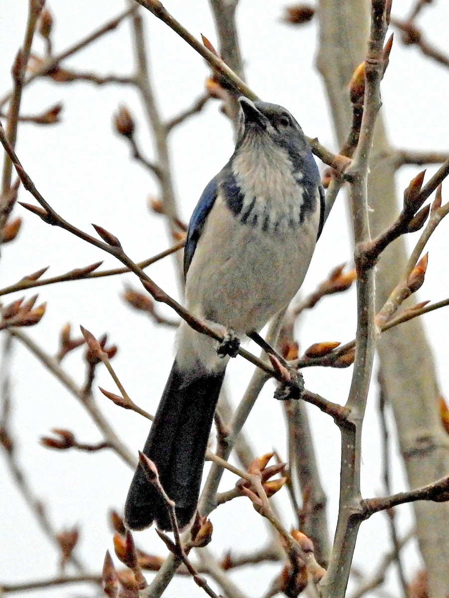 California Scrub-Jay - Jock McCracken