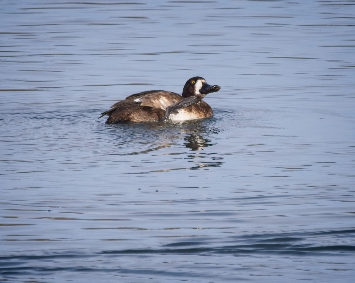 Greater Scaup - ML615875615