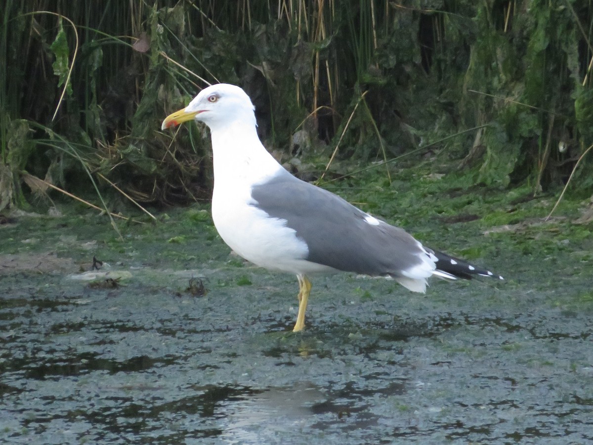 Lesser Black-backed Gull - ML615875638