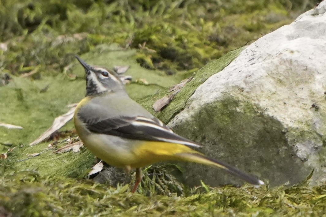 Gray Wagtail - ML615875646