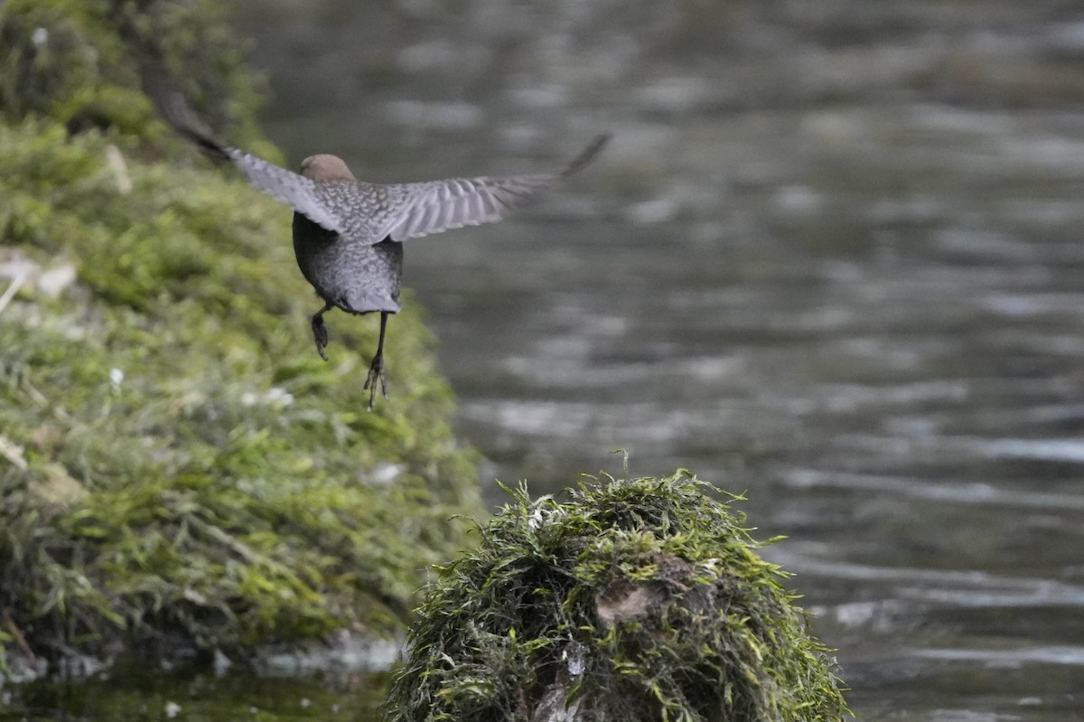 White-throated Dipper - ML615875668