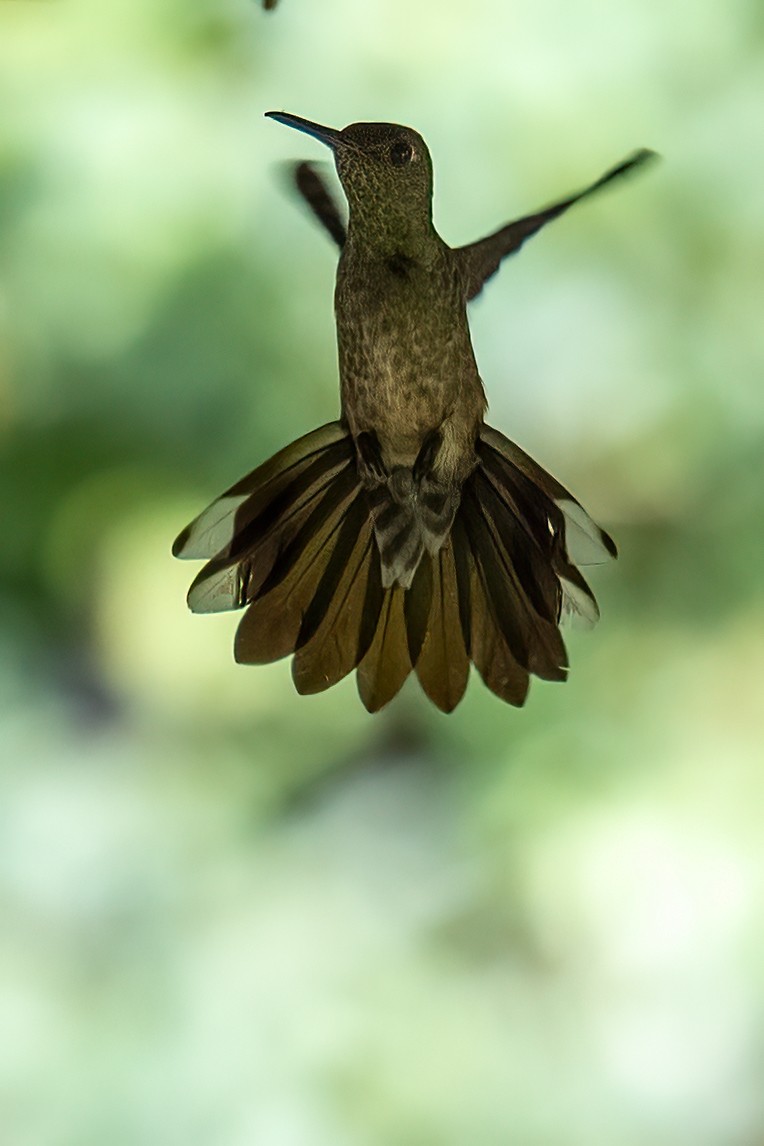 kolibřík skvrnitoprsý - ML615875679