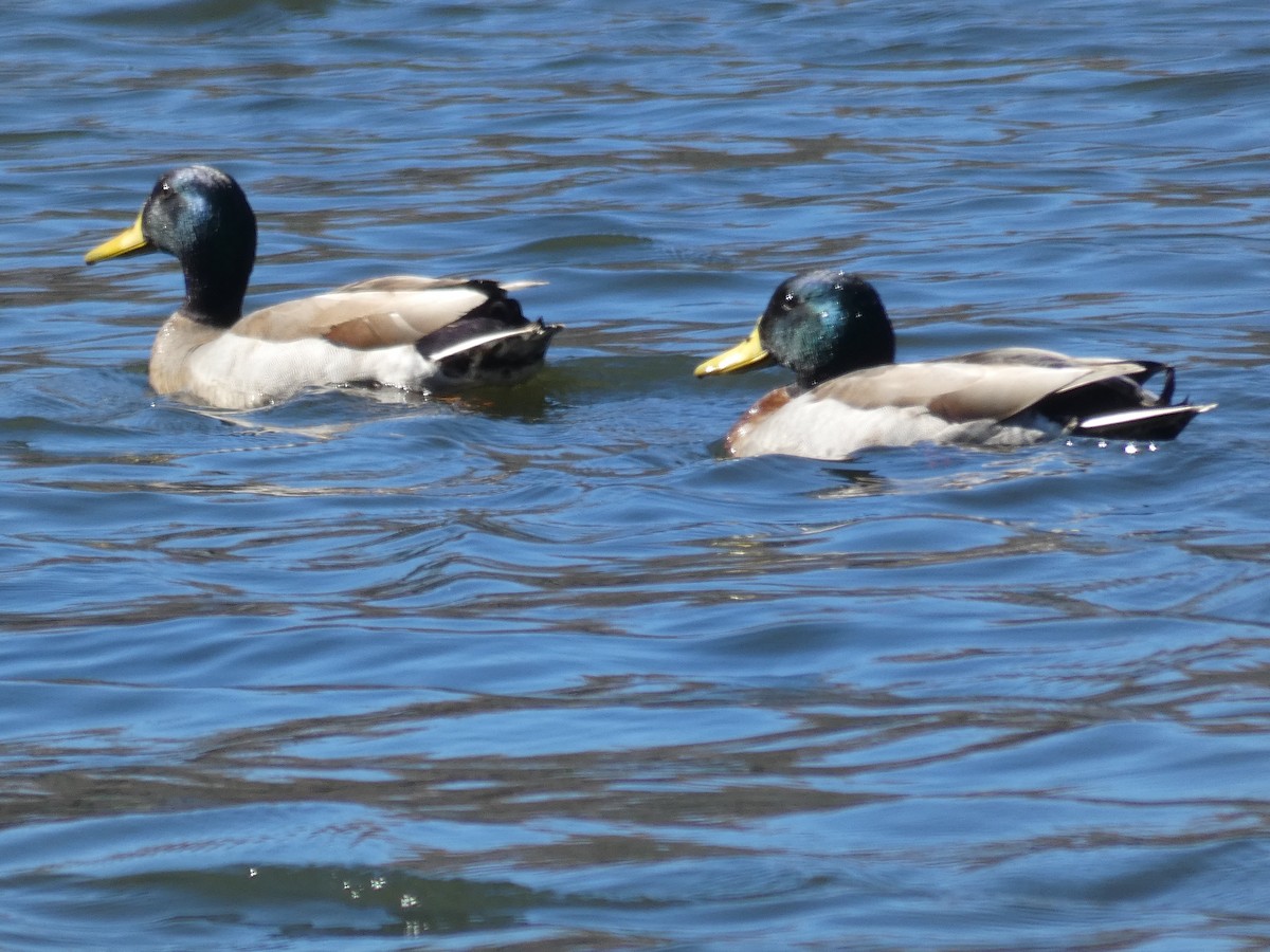 Canard colvert - ML615875693