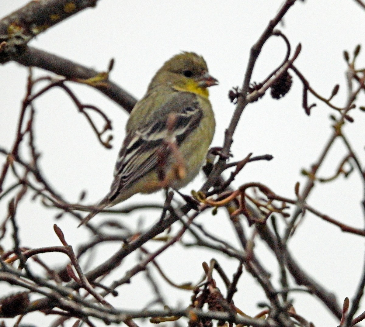 Lesser Goldfinch - ML615875745