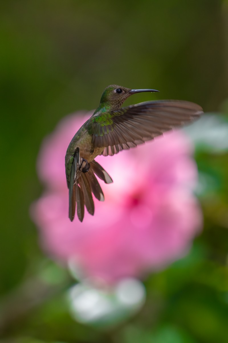 kolibřík skvrnitoprsý - ML615875746