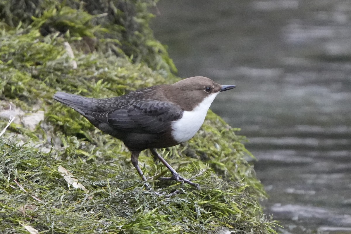 White-throated Dipper - ML615875748