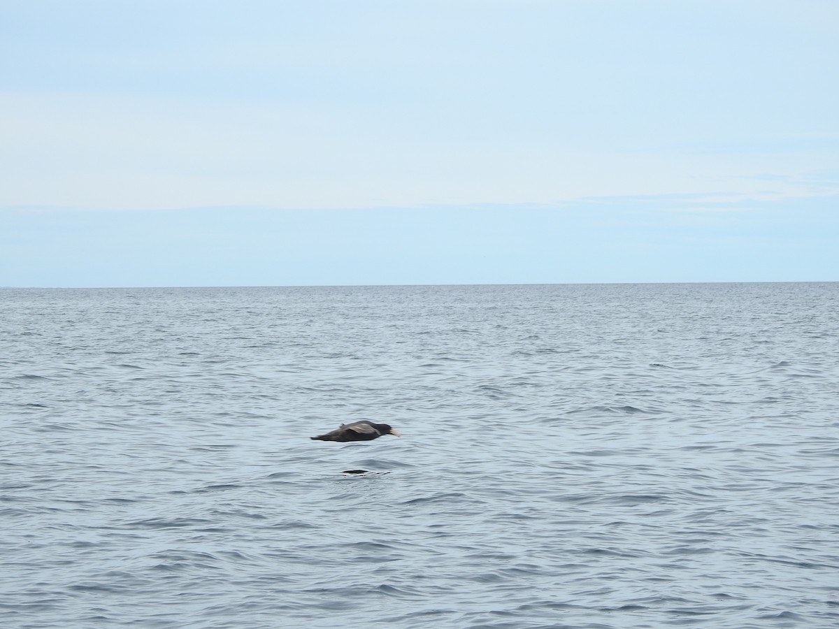 Southern Giant-Petrel - ML615875774