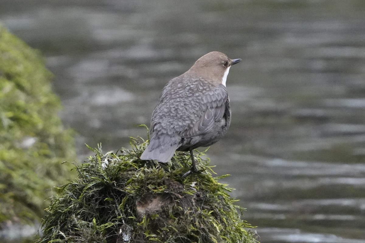 White-throated Dipper - ML615875799