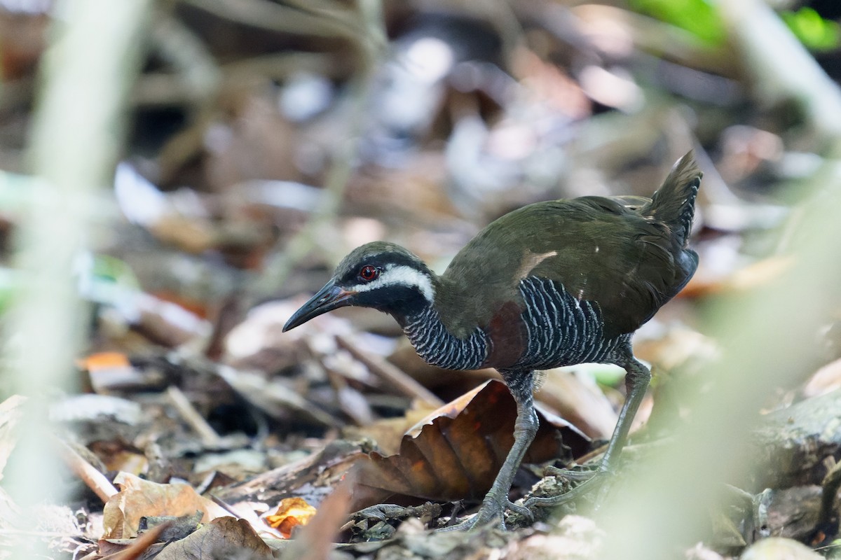 Barred Rail - ML615875813