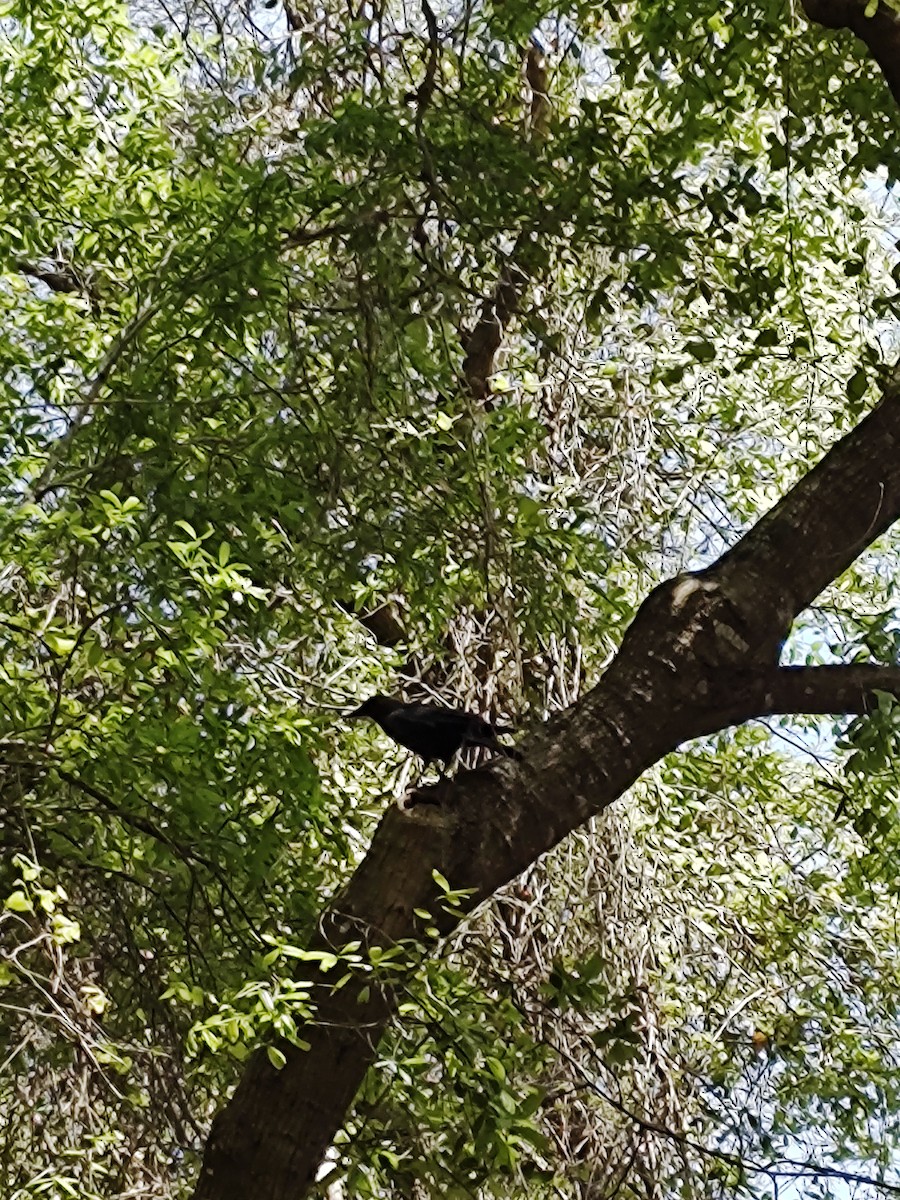 American Crow - ML615875835