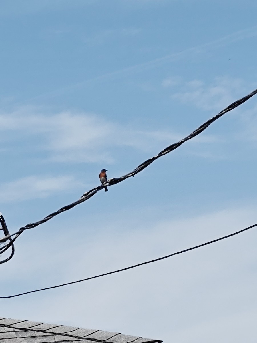 Eastern Bluebird - Hannamae Cottrell