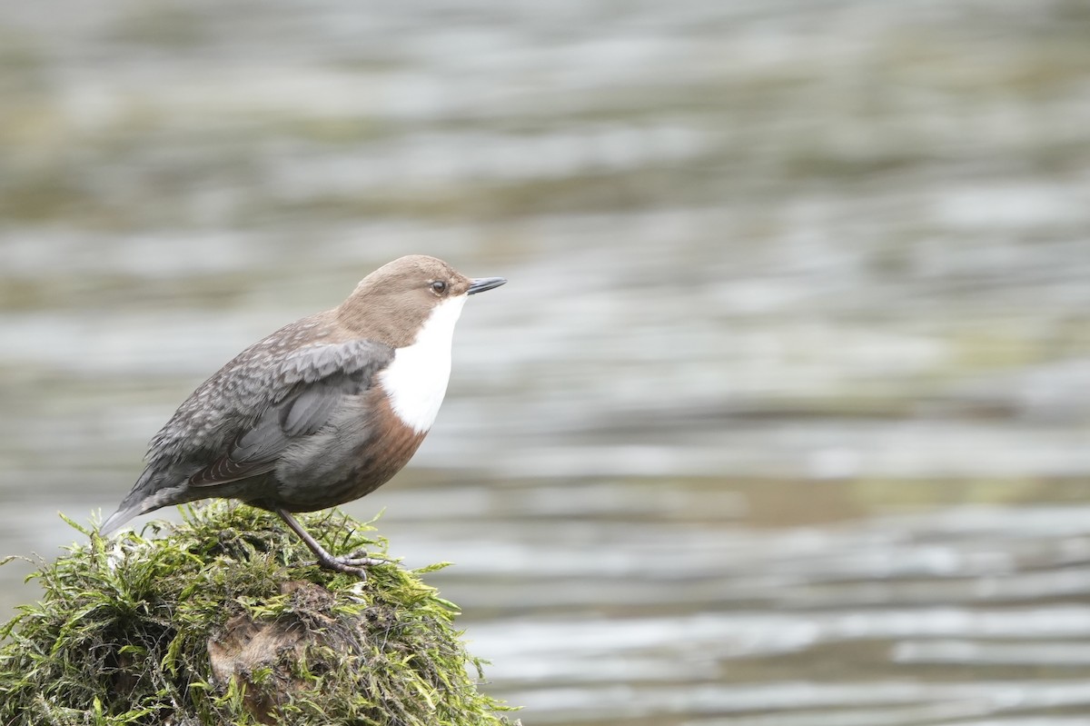 White-throated Dipper - ML615875850