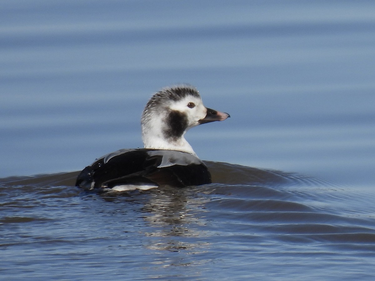 Long-tailed Duck - Tim Oksiuta