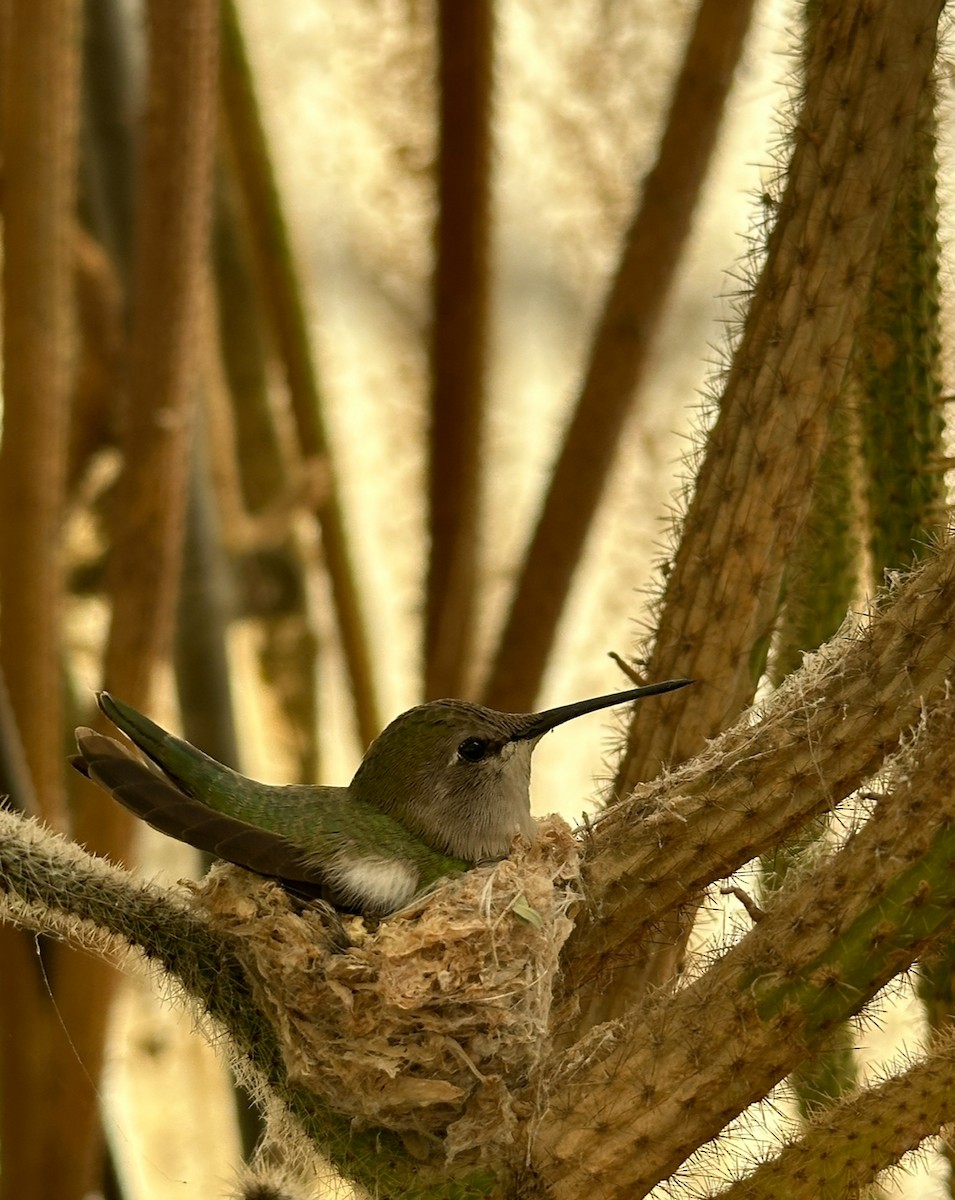 Costa's Hummingbird - ML615875855