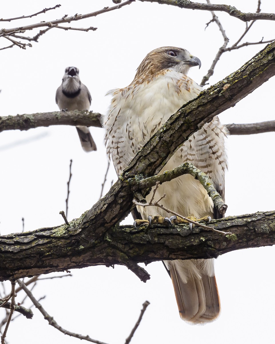 Red-tailed Hawk - ML615875863