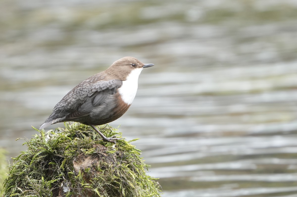 White-throated Dipper - ML615875869