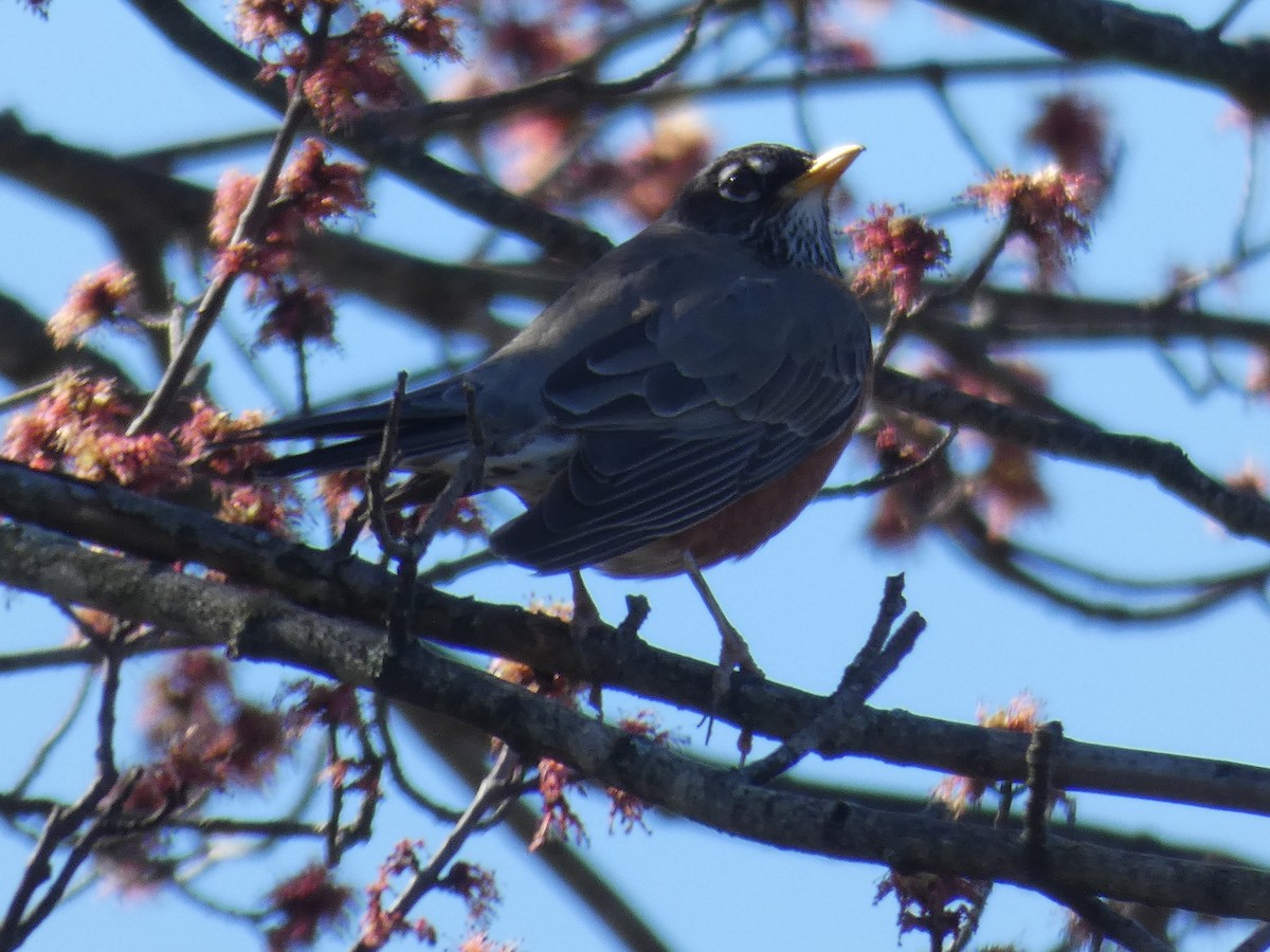 American Robin - ML615875871