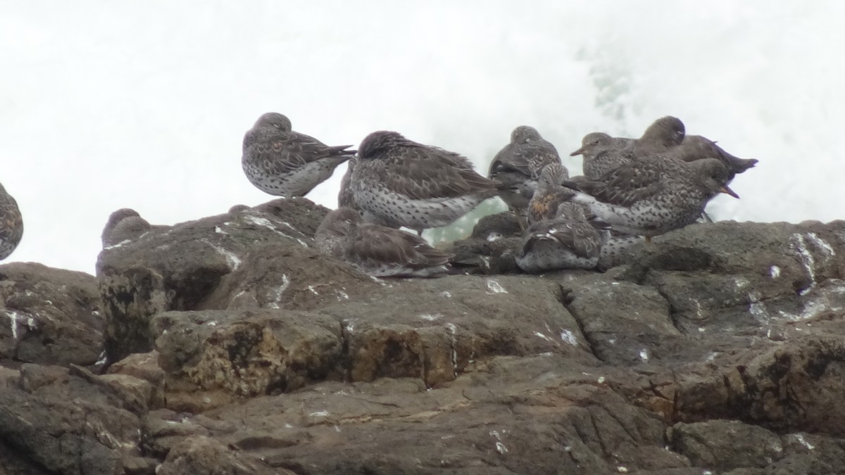 Surfbird - ML615875874