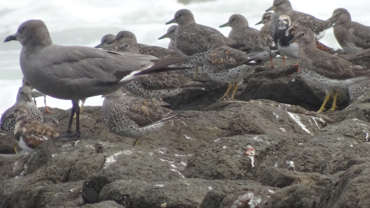 Surfbird - ML615875875