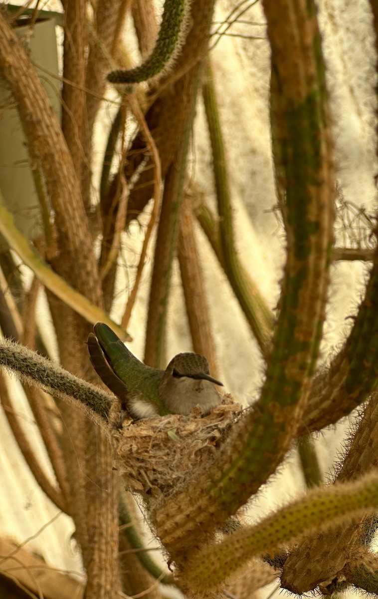 Costa's Hummingbird - ML615875879