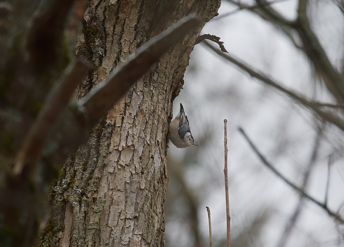 White-breasted Nuthatch - ML615875892
