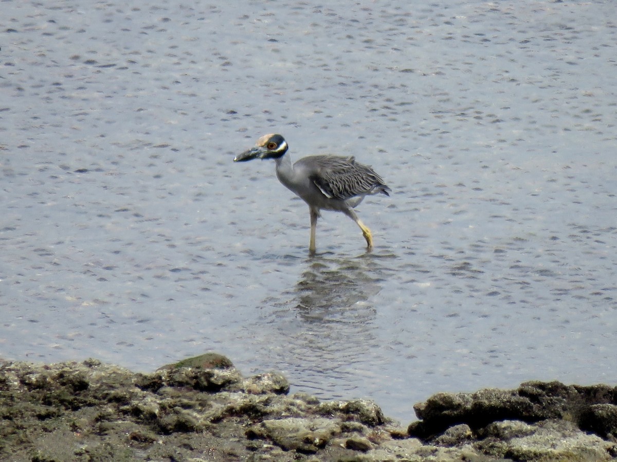 Yellow-crowned Night Heron - ML615875910